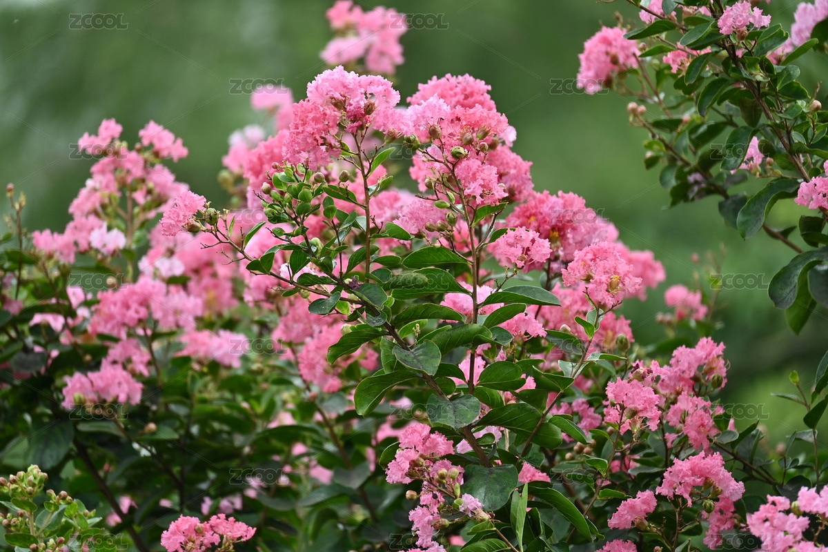 紫薇樹上的紫薇花（主預覽-11432036） - 未分類 - 站酷設計師闊以克原創(chuàng)素材 - 站酷ZCOOL