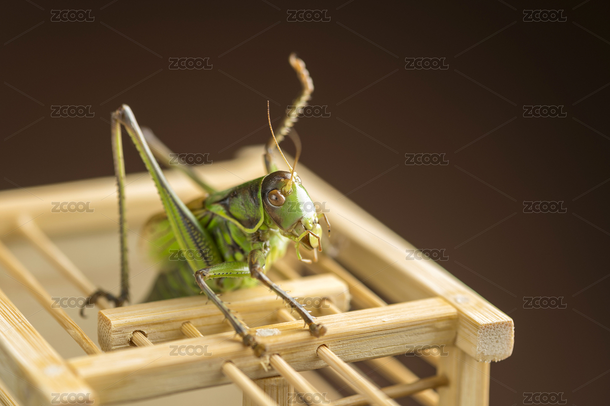 關在蟈蟈籠子中的螽斯科鳴蟲蟈蟈特寫（主預覽-9035474） - 未分類 - 站酷設計師金翅大鵬原創(chuàng)素材 - 站酷ZCOOL