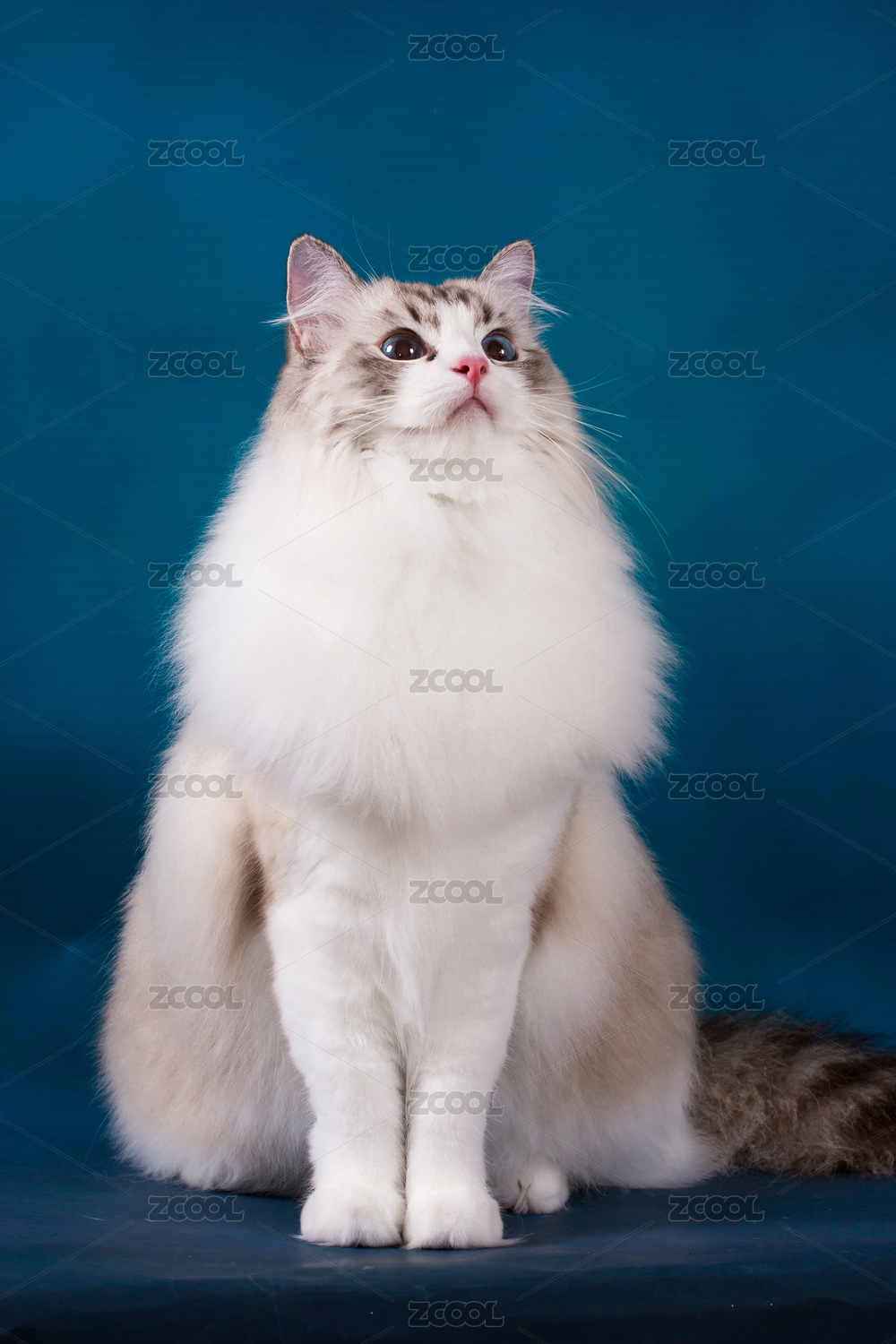 猫