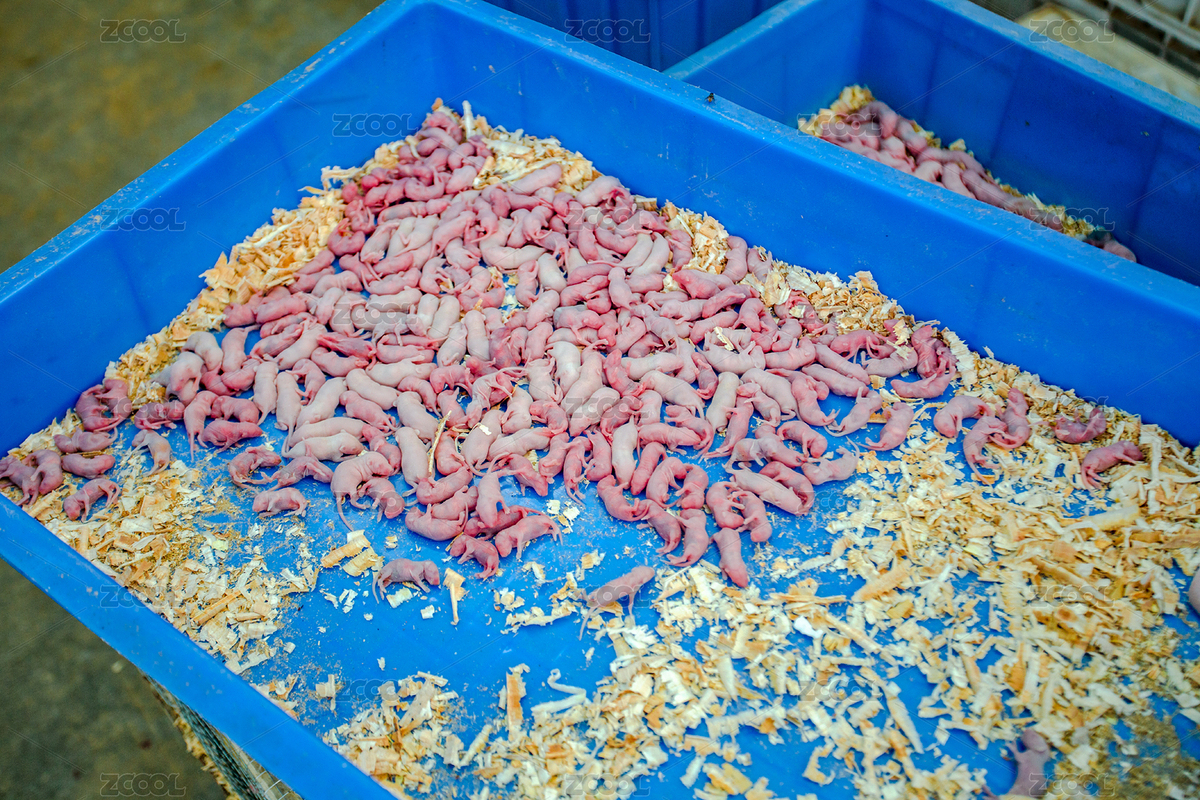 裝在藍(lán)色塑料盆子上的養(yǎng)殖老鼠仔（主預(yù)覽-2549123） - 未分類(lèi) - 站酷設(shè)計(jì)師zxl2046原創(chuàng)素材 - 站酷ZCOOL