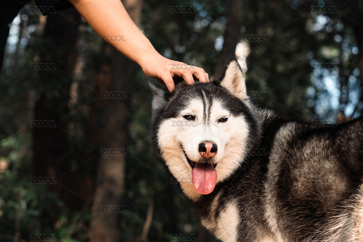 一只手正在撫摸二哈的頭（主預(yù)覽-8851186） - 未分類 - 站酷設(shè)計(jì)師Anciens原創(chuàng)素材 - 站酷ZCOOL