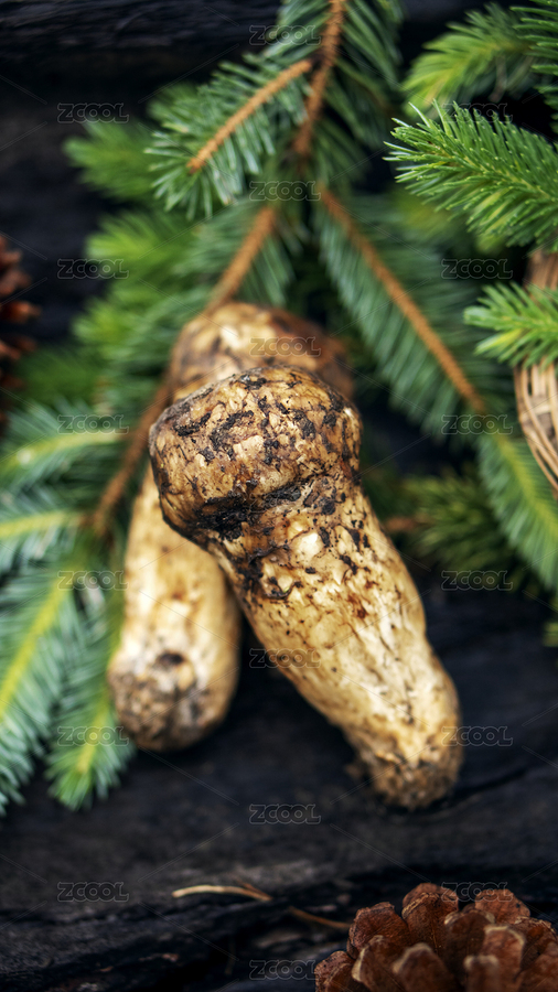 新鮮野生松茸（主預(yù)覽-4901226） - 未分類 - 站酷設(shè)計(jì)師第三個(gè)周六原創(chuàng)素材 - 站酷ZCOOL