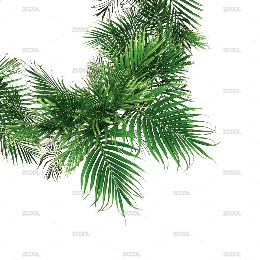 熱帶植物樹葉組成的背景（主預(yù)覽-8340480） - 未分類 - 站酷設(shè)計師jivacore原創(chuàng)素材 - 站酷ZCOOL