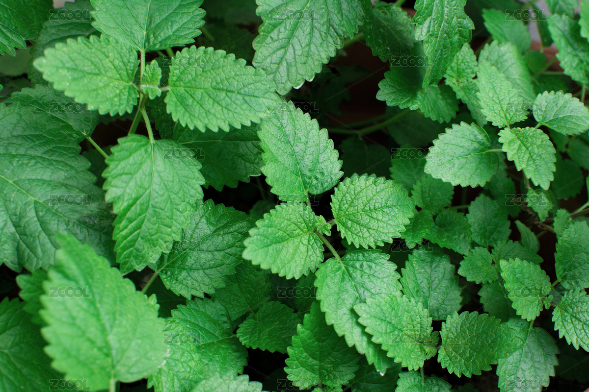 薄荷葉（主預(yù)覽-398138） - 未分類(lèi) - 站酷設(shè)計(jì)師桃子湖原創(chuàng)素材 - 站酷ZCOOL