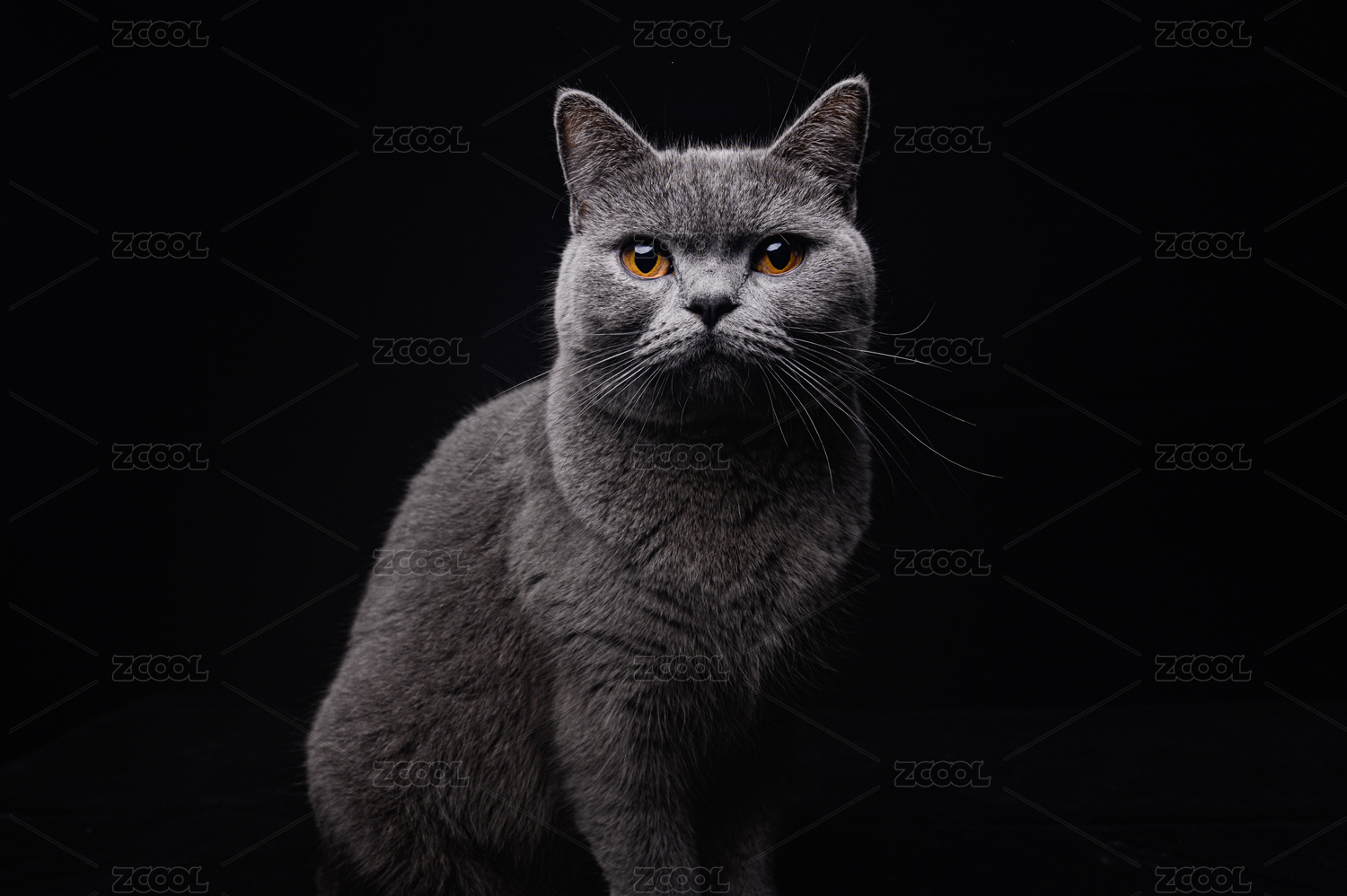 英短蓝猫正面