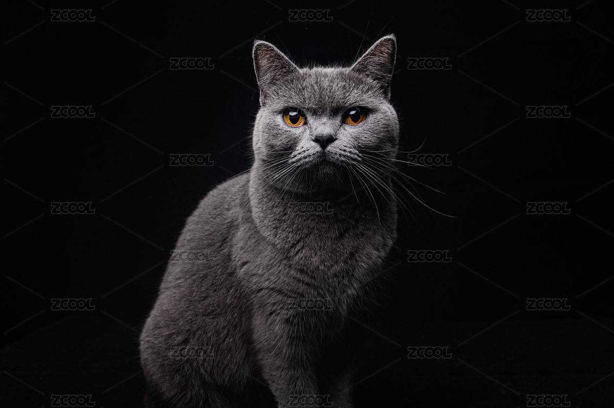 英短蓝猫正面（主预览-2258964） - 未分类 - 站酷设计师摄影师山海客原创素材 - 站酷ZCOOL