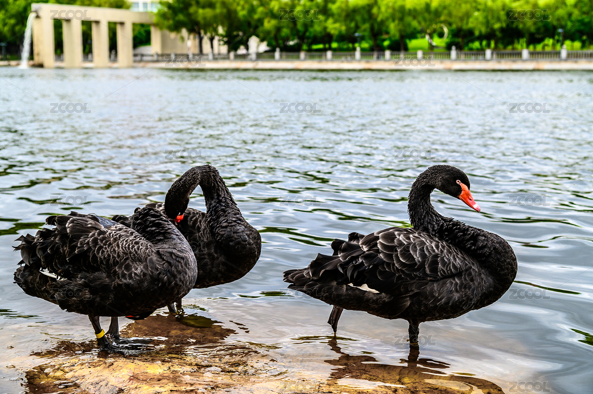 長春雕塑公園湖面的黑天鵝（主預(yù)覽-8678089） - 未分類 - 站酷設(shè)計師XW611028原創(chuàng)素材 - 站酷ZCOOL