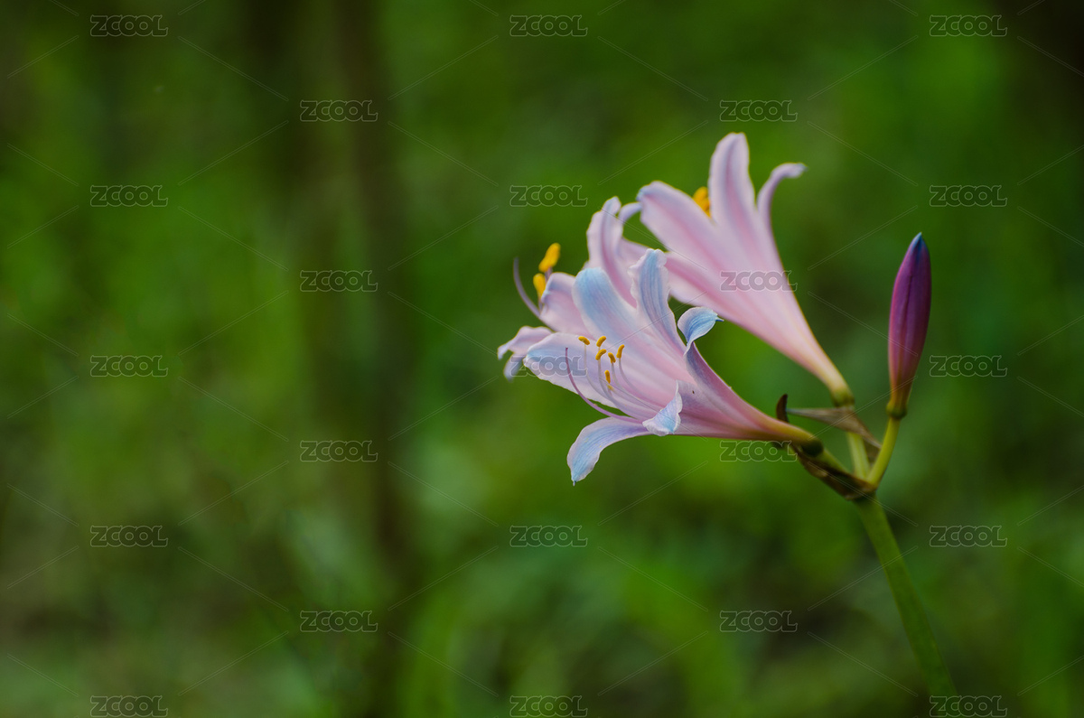 百合花（主预览-4609786） - 未分类 - 站酷设计师shuier1978原创素材 - 站酷ZCOOL