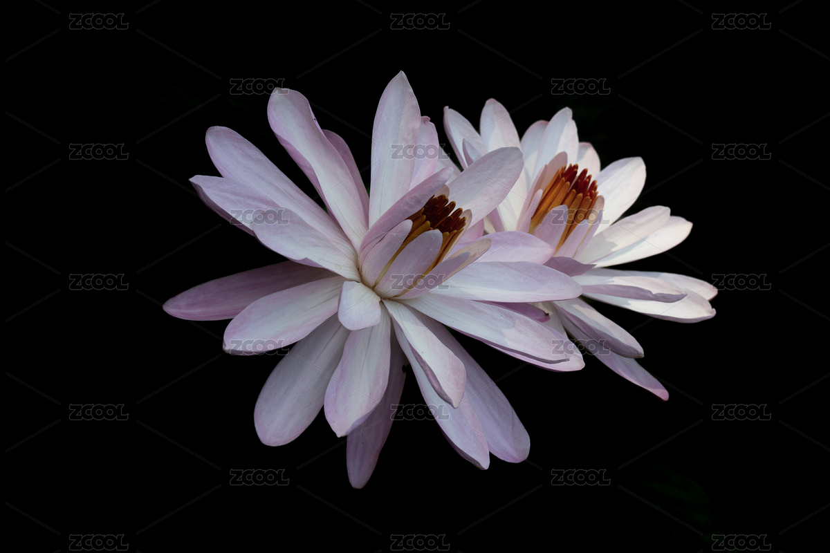 盛開的白蓮花（主預(yù)覽-7327175） - 未分類 - 站酷設(shè)計(jì)師Z12582641原創(chuàng)素材 - 站酷ZCOOL