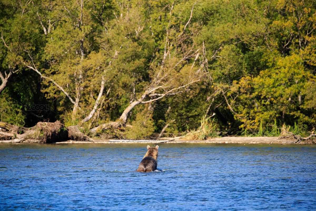 堪察加庫頁湖棕熊抓魚準(zhǔn)備冬眠（主預(yù)覽-3811301） - 未分類 - 站酷設(shè)計(jì)師雪月咪咪原創(chuàng)素材 - 站酷ZCOOL