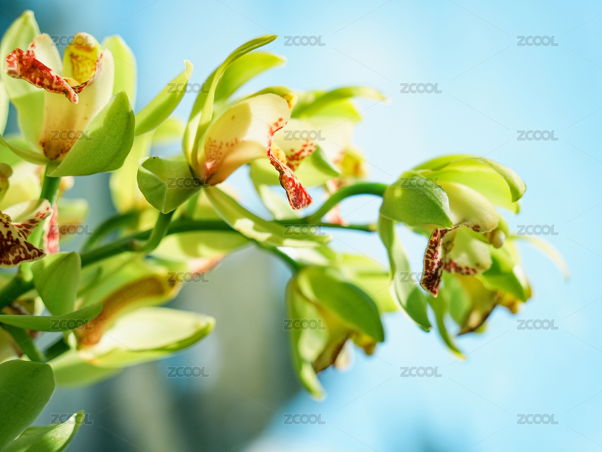 窗邊的大花蕙蘭特寫（主預(yù)覽-10217270） - 未分類 - 站酷設(shè)計(jì)師hmykxla原創(chuàng)素材 - 站酷ZCOOL