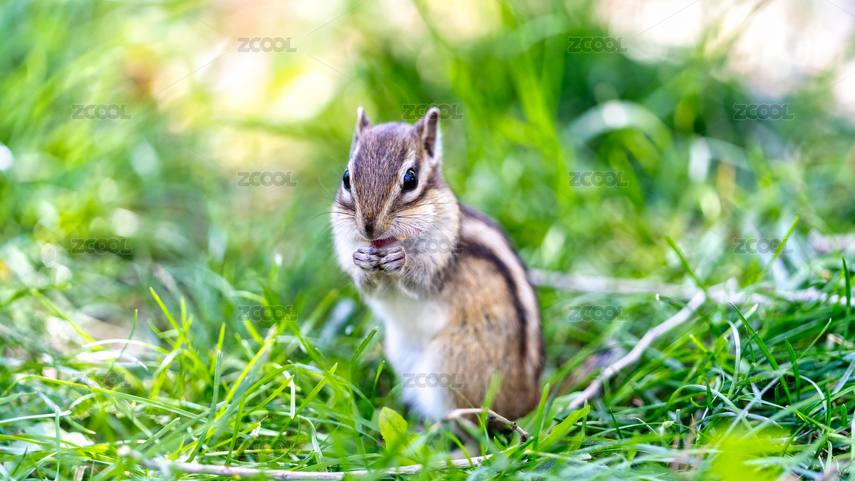 公園里的小松鼠花栗鼠特寫（主預(yù)覽-8225404） - 未分類 - 站酷設(shè)計師攝影師慢速航班原創(chuàng)素材 - 站酷ZCOOL