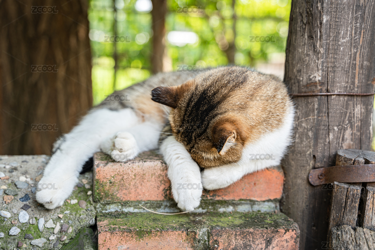 貓趴在墻上睡覺溫馨畫面（主預覽-6014772） - 未分類 - 站酷設計師文樸先生原創(chuàng)素材 - 站酷ZCOOL
