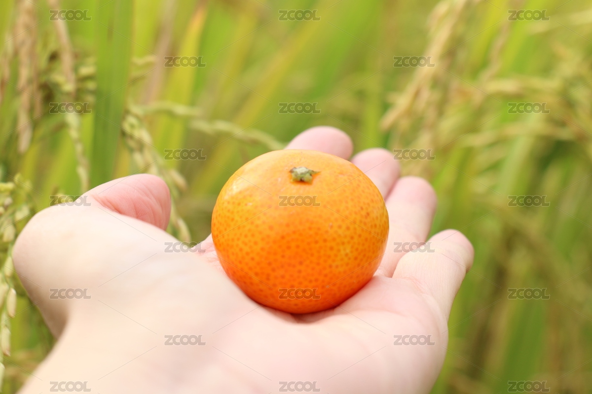 在綠色田野里拍攝的砂糖橘（主預(yù)覽-12415573） - 未分類 - 站酷設(shè)計(jì)師MS_ANN原創(chuàng)素材 - 站酷ZCOOL