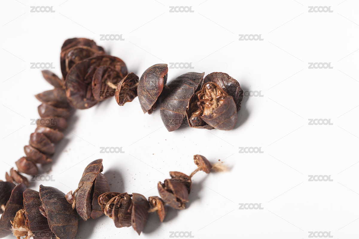 白色背景下的中藥材土鱉蟲（主預(yù)覽-5494119） - 未分類 - 站酷設(shè)計(jì)師QFStudio原創(chuàng)素材 - 站酷ZCOOL