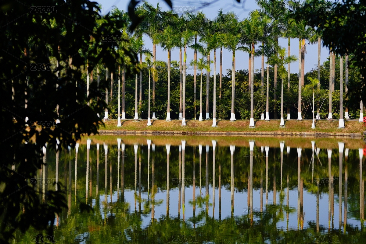 一排棕櫚樹與在水中的倒影（主預(yù)覽-12530025） - 未分類 - 站酷設(shè)計師mXf6evZWM5原創(chuàng)素材 - 站酷ZCOOL