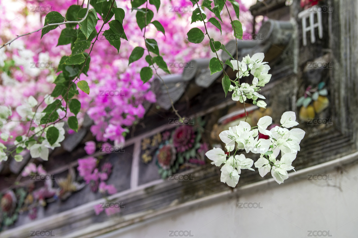 深圳園博園粉紅紫荊花與嶺南建筑圖（主預(yù)覽-4428999） - 未分類 - 站酷設(shè)計師我是一凡人原創(chuàng)素材 - 站酷ZCOOL