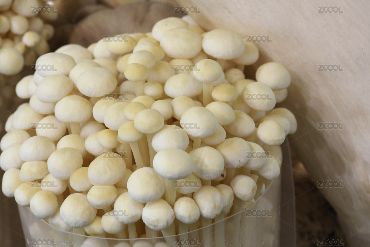 食用菌種植（主預(yù)覽-8095612） - 未分類 - 站酷設(shè)計師去遠一點原創(chuàng)素材 - 站酷ZCOOL