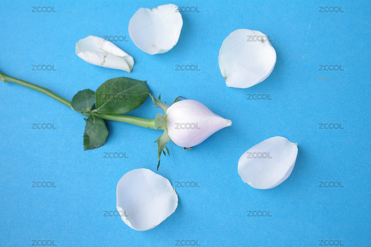 白玫瑰（主預(yù)覽-6781990） - 未分類(lèi) - 站酷設(shè)計(jì)師wmei5881原創(chuàng)素材 - 站酷ZCOOL