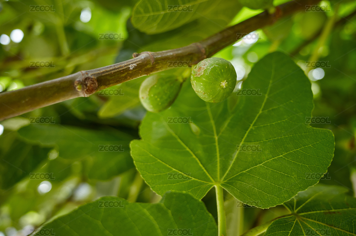 無花果樹上正在生長的無花果（主預覽-8787151） - 未分類 - 站酷設計師蔚藍的白日夢原創(chuàng)素材 - 站酷ZCOOL