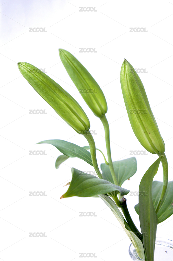 百合花（主预览-9110088） - 未分类 - 站酷设计师wmei5881原创素材 - 站酷ZCOOL