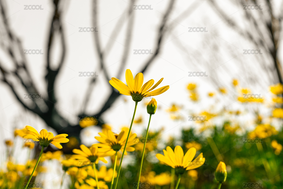 武漢東湖生態(tài)旅游風(fēng)景區(qū)黃色菊花逆光仰拍（主預(yù)覽-752330） - 未分類 - 站酷設(shè)計師Z98393912原創(chuàng)素材 - 站酷ZCOOL