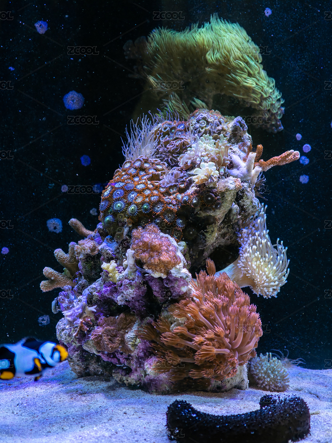 色彩斑斕的家庭海水魚(yú)缸珊瑚礁生態(tài)系統(tǒng)（主預(yù)覽-12721802） - 未分類(lèi) - 站酷設(shè)計(jì)師STC炳權(quán)原創(chuàng)素材 - 站酷ZCOOL