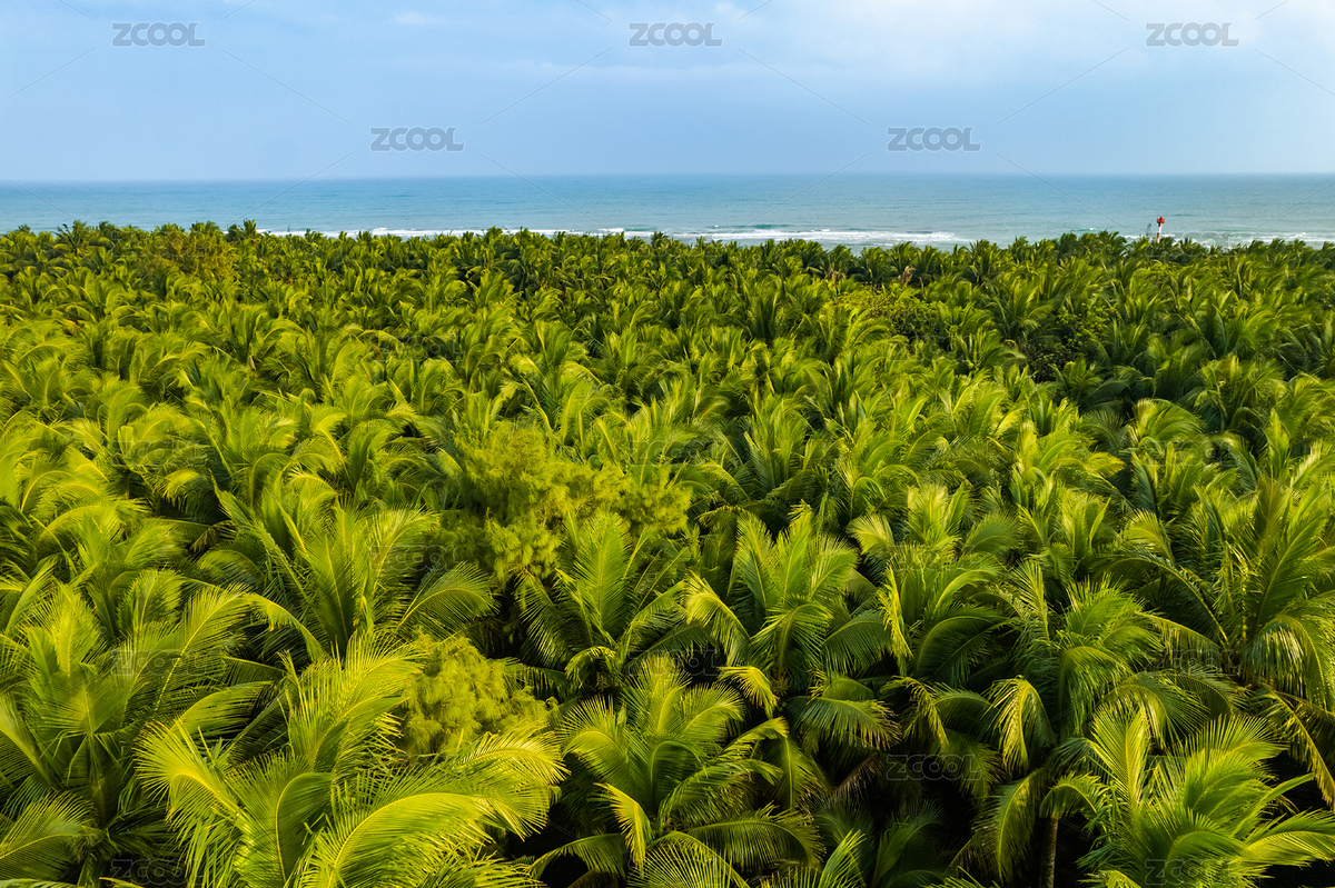 俯瞰海南文昌海边大片的椰树森林（主预览-12685406） - 未分类 - 站酷设计师voodoozjy原创素材 - 站酷ZCOOL