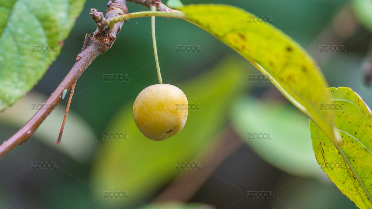 秋天枝头沙果（主预览-8744986） - 未分类 - 站酷设计师千重峰原创素材 - 站酷ZCOOL