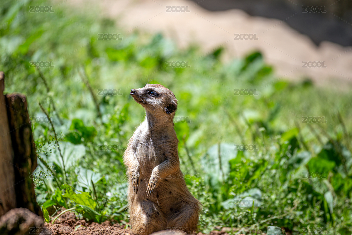 放哨的細尾獴（主預覽-1034507） - 未分類 - 站酷設計師核桃蘇本蘇原創(chuàng)素材 - 站酷ZCOOL