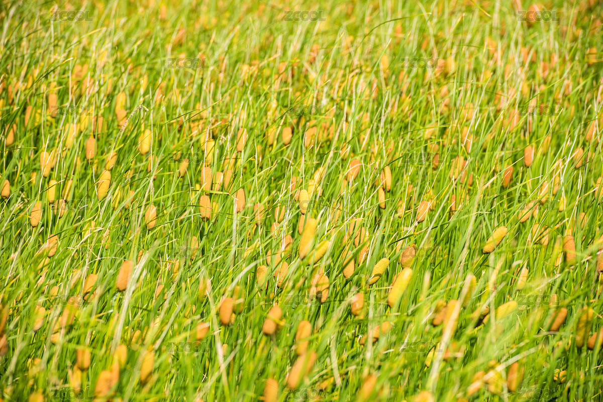 菖蒲（主預(yù)覽-8753804） - 未分類 - 站酷設(shè)計(jì)師蘇巖原創(chuàng)素材 - 站酷ZCOOL