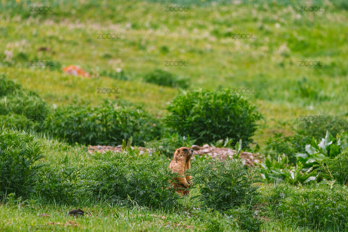 中國新疆伊犁夏塔草原上的土撥鼠（主預(yù)覽-11166438） - 未分類 - 站酷設(shè)計師正版喜之狼原創(chuàng)素材 - 站酷ZCOOL