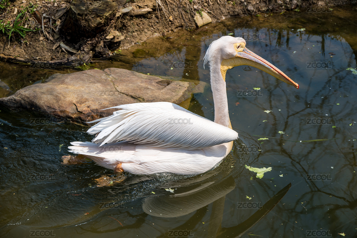 武漢動物園 水上的白天鵝（主預覽-4637908） - 未分類 - 站酷設計師Lyirs原創(chuàng)素材 - 站酷ZCOOL