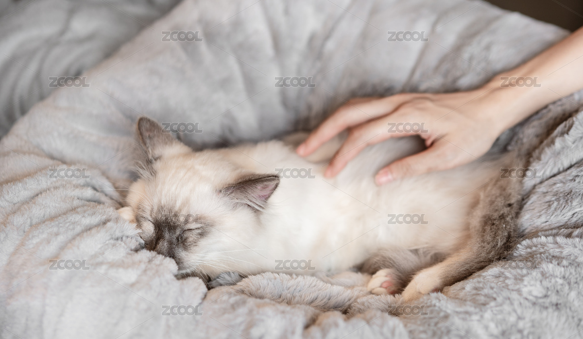 一只手正在撫摸在貓窩里熟睡的小貓（主預覽-1826900） - 未分類 - 站酷設計師Anciens原創(chuàng)素材 - 站酷ZCOOL