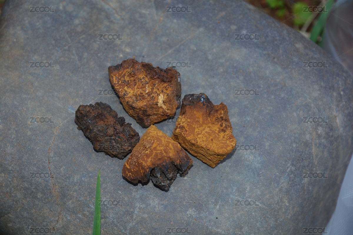 放在石頭上的樺樹(shù)茸藥用真菌藥材黃色塊俯視（主預(yù)覽-533088） - 未分類(lèi) - 站酷設(shè)計(jì)師周坤琳原創(chuàng)素材 - 站酷ZCOOL