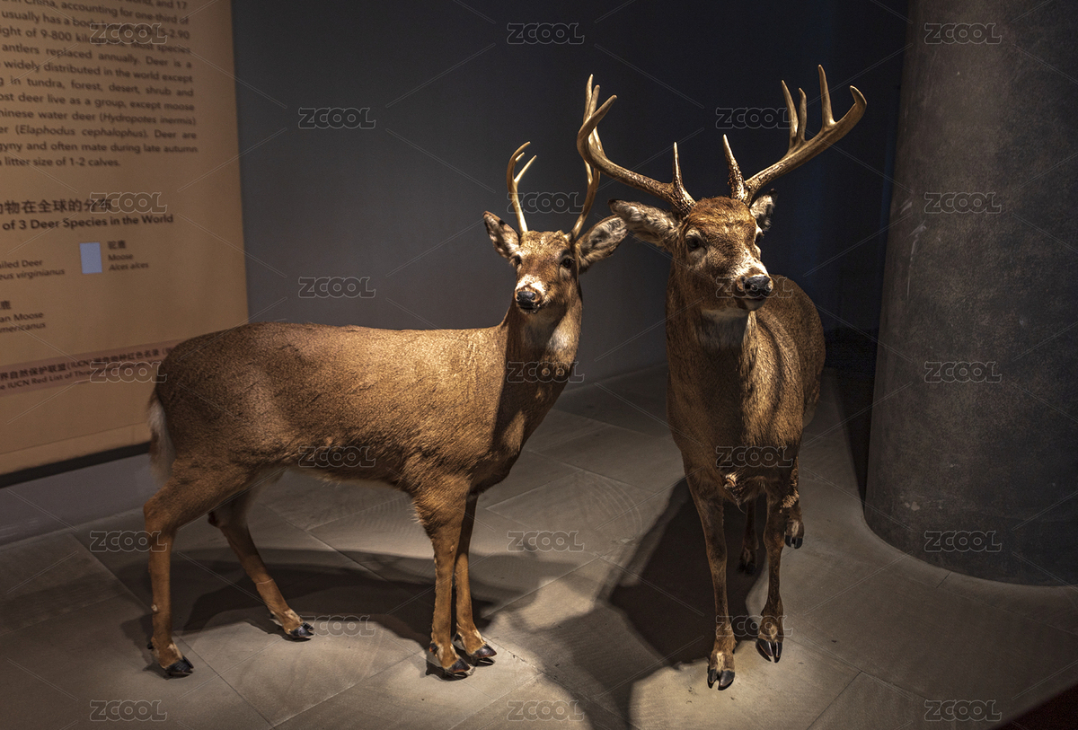 上海自然博物館的小鹿標(biāo)本（主預(yù)覽-8149081） - 未分類(lèi) - 站酷設(shè)計(jì)師字游哉原創(chuàng)素材 - 站酷ZCOOL