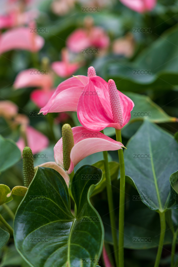 植物花燭（主預(yù)覽-5557206） - 未分類 - 站酷設(shè)計(jì)師新手羅原創(chuàng)素材 - 站酷ZCOOL