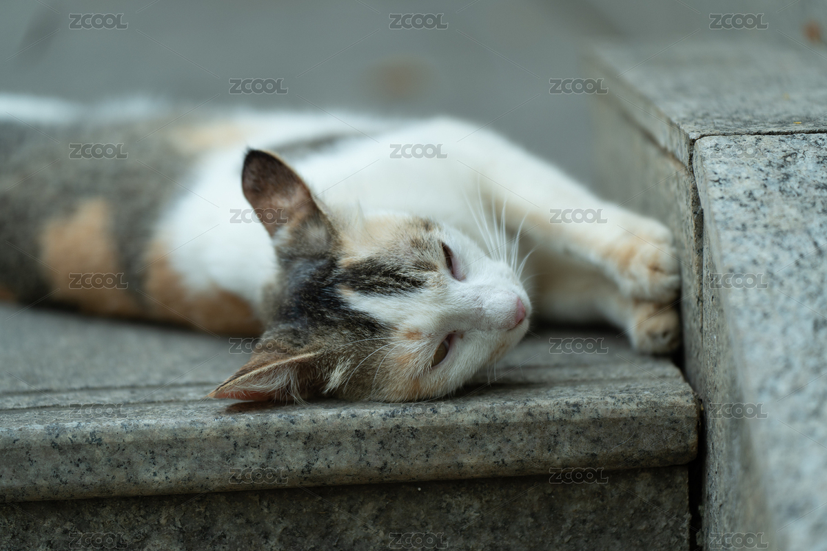 臺階上休息的三色貓（主預(yù)覽-9404372） - 未分類 - 站酷設(shè)計師Fez4mwH73A原創(chuàng)素材 - 站酷ZCOOL