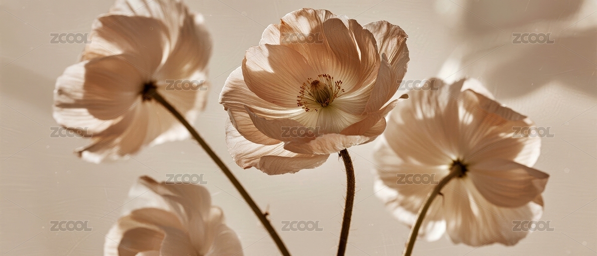 花朵柔美裝飾展示場景（主預覽-11375137） - 未分類 - 站酷設計師吉祥魚原創(chuàng)素材 - 站酷ZCOOL