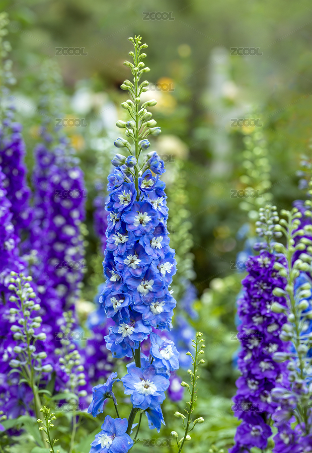 一串串的飛燕草（主預(yù)覽-5600250） - 未分類 - 站酷設(shè)計(jì)師ElltonHo原創(chuàng)素材 - 站酷ZCOOL