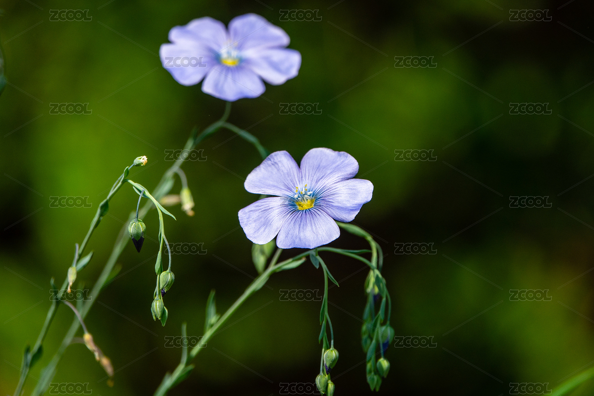 亚麻开花（主预览-7993269） - 未分类 - 站酷设计师痴行天涯原创素材 - 站酷ZCOOL