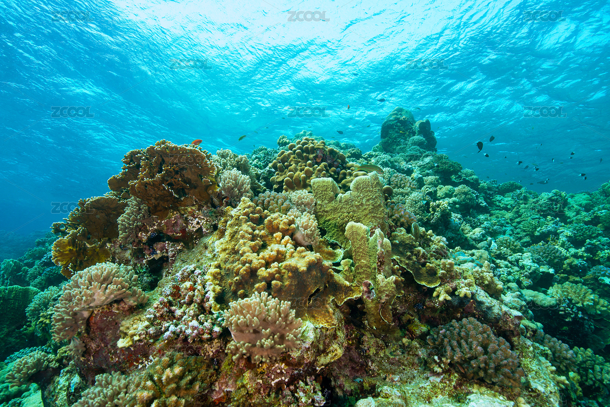 珊瑚礁（主预览-8809328） - 未分类 - 站酷设计师giving79原创素材 - 站酷ZCOOL