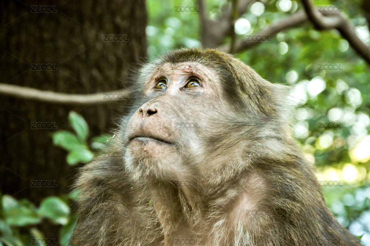 發(fā)呆的猴子（主預覽-398502） - 未分類 - 站酷設(shè)計師ddukang原創(chuàng)素材 - 站酷ZCOOL