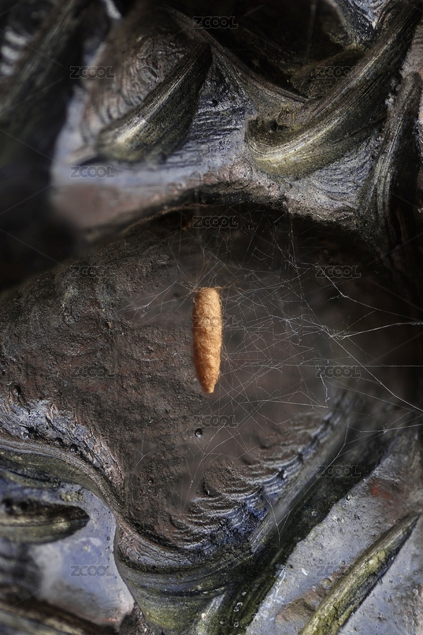 金屬雕紋上的蛛網(wǎng)與繭（主預(yù)覽-12059911） - 未分類 - 站酷設(shè)計(jì)師茂楓原創(chuàng)素材 - 站酷ZCOOL