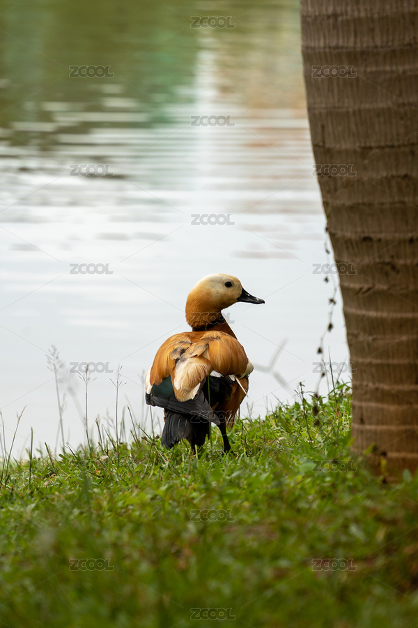 湖邊的赤麻鴨（主預(yù)覽-9004619） - 未分類 - 站酷設(shè)計師Fez4mwH73A原創(chuàng)素材 - 站酷ZCOOL