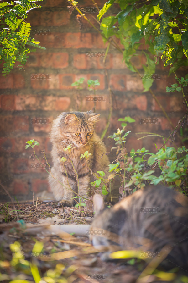 戶外長(zhǎng)毛貍花貓（主預(yù)覽-12720084） - 未分類 - 站酷設(shè)計(jì)師Fez4mwH73A原創(chuàng)素材 - 站酷ZCOOL