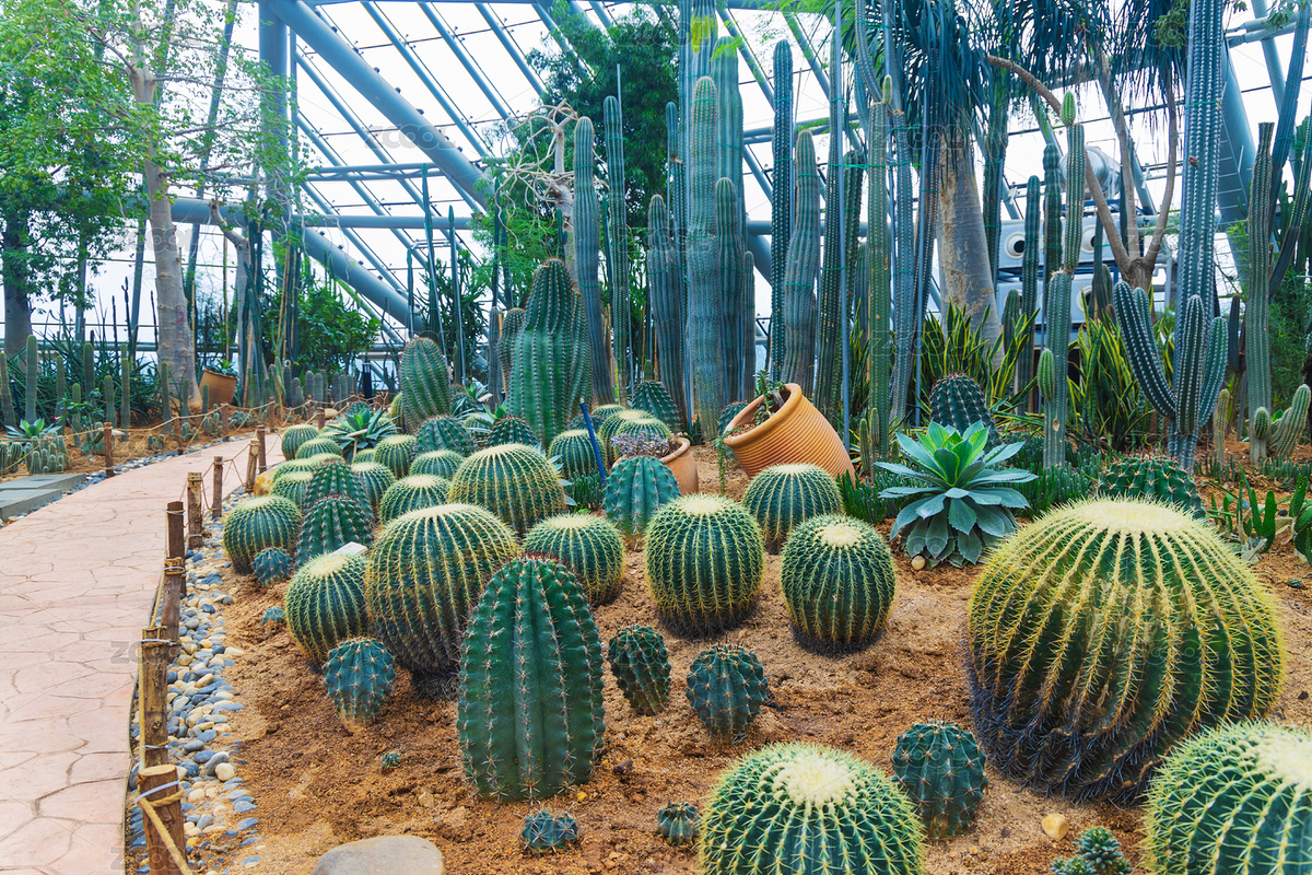 廣東惠州市植物園，武倫柱，金琥，象牙球（主預(yù)覽-404971） - 未分類 - 站酷設(shè)計(jì)師Candy_GG原創(chuàng)素材 - 站酷ZCOOL