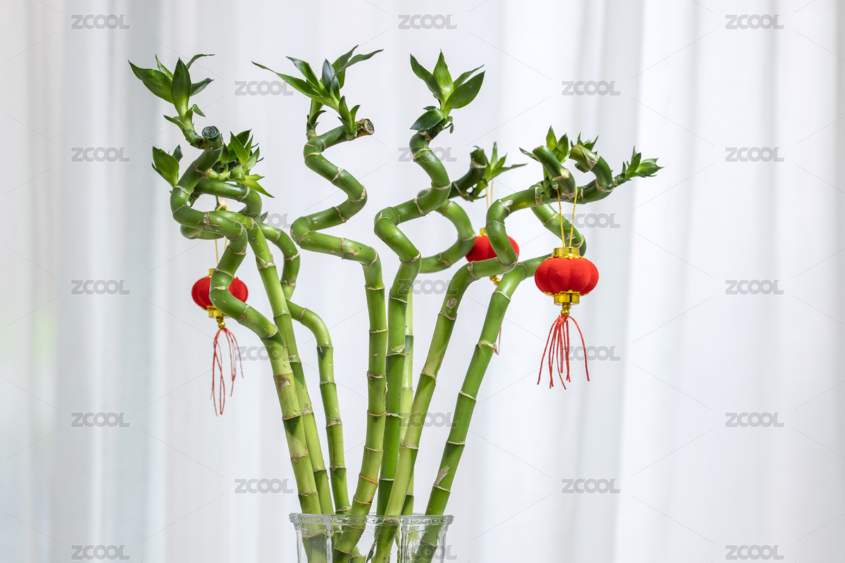 居家擺放的富貴竹盆景（主預(yù)覽-7450725） - 未分類 - 站酷設(shè)計(jì)師Sam_Tse原創(chuàng)素材 - 站酷ZCOOL