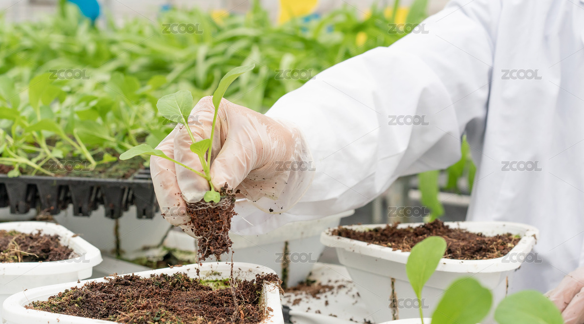 農(nóng)業(yè)科研人員觀察移栽小苗的根系（主預覽-8170291） - 未分類 - 站酷設(shè)計師allenchen214原創(chuàng)素材 - 站酷ZCOOL