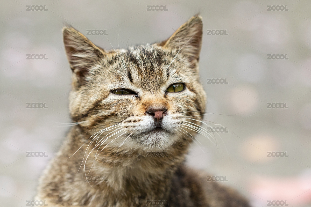 貍花貓面部滑稽表情（主預(yù)覽-6807948） - 未分類 - 站酷設(shè)計(jì)師jieyu16原創(chuàng)素材 - 站酷ZCOOL